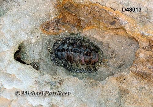 West Indian Fuzzy Chiton (Acanthopleura granulata)